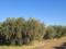 3h plot of land 21km from Marrakech